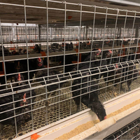 Cage à poulets de chair automatique de type H TBB Cage à piles en plastique et en acier de nouvelle condition pour ferme avicole