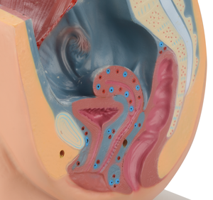 Weibliches Fortpflanzungssystem Menschliches Becken mit Genitalien 2-teiliges Lehrmodell des Weiblichen Beckens Anatomisches Modell - Product Image 5