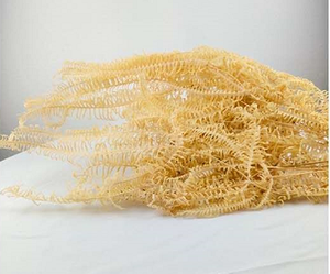 Fleur Préservée De haute Qualité Gros Feuilles de Fougère Dicranopteris <span class=keywords><strong>Dichotoma</strong></span> Feuille - Product Image 5