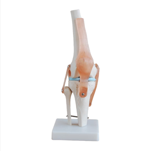 Modelo médico ADA, articulación de rodilla y pie de PVC de tamaño real para demostración de enfermedades y herramienta de enseñanza médica - Product Image 2