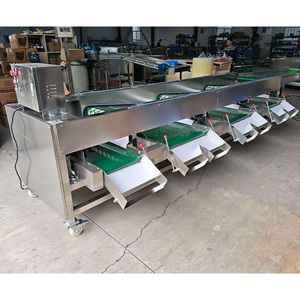 Machine de tri automatique pour tomates, mandarines et oranges, machine de tri pour kakis - Product Image 6