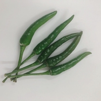 Piment vert frais de haute qualité du Vietnam, herbe épicée à traitement brut, très demandé pour l'exportation