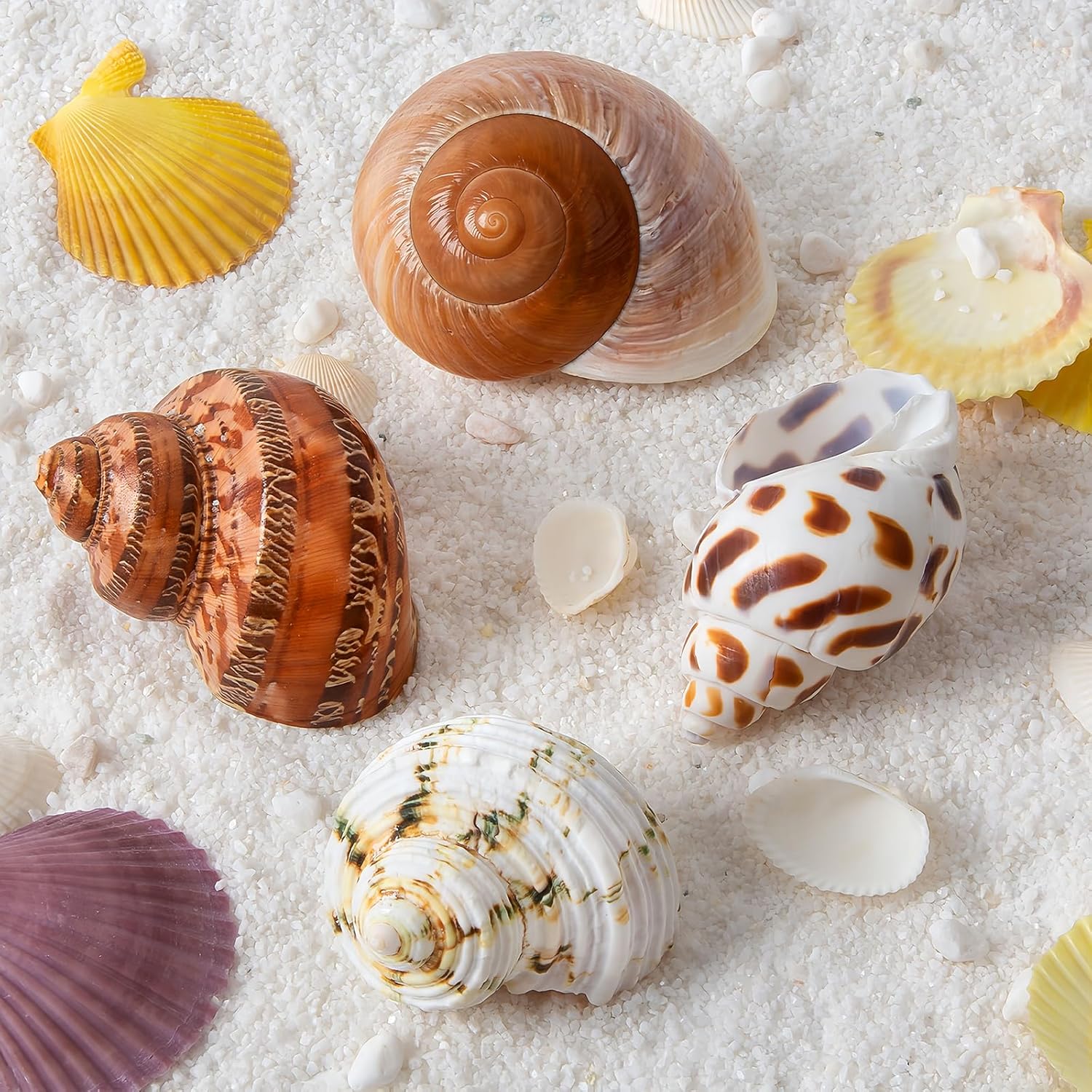 4 PCS Large Hermit Crab Shells 2~3.5Inch Natural Hermit Crab