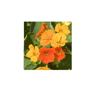 Variétés <span class=keywords><strong>de</strong></span> plantes famille royale <span class=keywords><strong>de</strong></span> <span class=keywords><strong>pois</strong></span> <span class=keywords><strong>et</strong></span> <span class=keywords><strong>capucine</strong></span> champs luisants rudbeckia bleuets mrcoccan menthe cosmos pétillant rose - Product Image 1