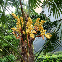 Ekstrak Saw Palmetto 25-45% Asam Lemak Bubuk Kelas Makanan Suplemen Herbal untuk Kesehatan Prostat