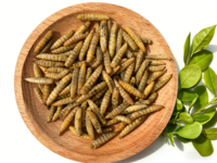 Larves de Mouches Soldat Noires Séchées Certifiées, Aliment Pur et Sûr de Qualité Supérieure pour l'Élevage Quotidien des Koi, des Poissons Perroquets et de la Volaille