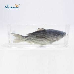 Carpe entière préservée et dissectionnée ; outil pédagogique expérimental pour la biologie au collège ; fabricant d'animaux aquatiques - Product Image 4