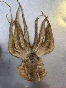 <span class=keywords><strong>Pulpo</strong></span> Seco, <span class=keywords><strong>Precio</strong></span> de Fábrica de Mariscos, <span class=keywords><strong>Pulpo</strong></span> Seco en Oferta, Octopodidae - Product Image 4