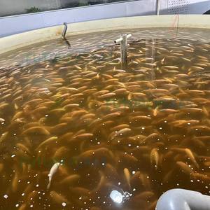 Élevage de poissons tilapia en plein air, systèmes d'aquaculture en recirculation (RAS), kit complet d'équipement fermé, Malaisie - Product Image 4