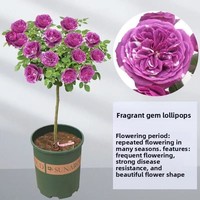 Fabrieksdirect groothandel Valentijnsdag Drie 3 Eeuwige Verse Rozen Glazen Koepel Decoratie Planten Amerikaanse Stijl