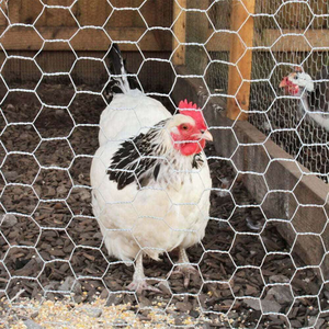 Yuking Hexagonal Galvanized Chicken <b>Wire</b> Mesh Poultry <b>Netting</b> Fence for Garden and Pet Rabbits with 0.3-2.0mm <b>Wire</b> Gauge - Product Image 3