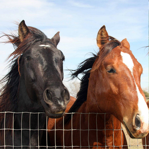 2 "x 4" Haute résistance <span class=keywords><strong>2m</strong></span> <span class=keywords><strong>hauteur</strong></span> 50cm trou champ ferme clôture anneau serrure diamant cheval clôture S noeud clôture <span class=keywords><strong>rouleau</strong></span> - Product Image 3