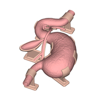 Modèle d'entraînement ES001-S1 Taille Adulte pour la pratique de l'endoscopie gastro-intestinale, des voies biliaires, des voies pancréatiques, de la vésicule biliaire