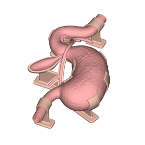 Modello di Addestramento ES001-S1 per Endoscopia del Tratto Gastrointestinale, Canale Biliare, Canale Pancreatico e Vescica Epatica, Taglia Adulto - Product Image 3