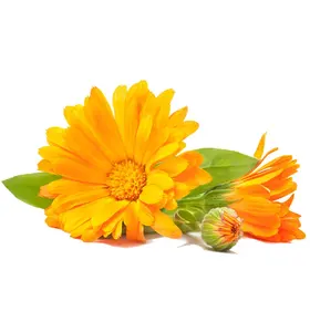 Aceite Portador de Caléndula 100% Puro, Certificado GMP, Origen EE. UU., para el Cuidado y Reafirmación de la Piel - Product Image 3