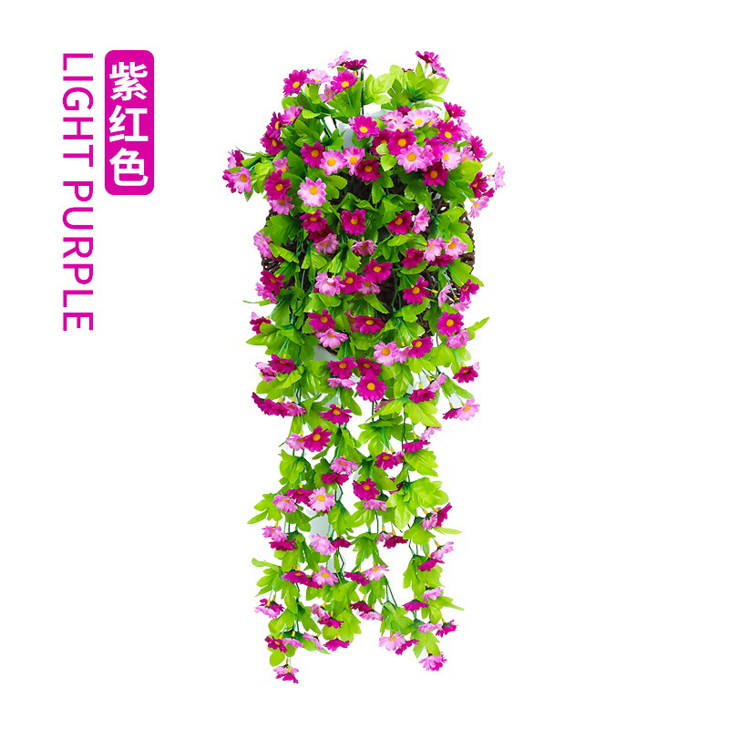 Violet chrysanthème