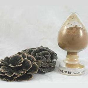 Jamur Ekor Turki Organik/Trametes Coriolus/Versicolor 8:1 - Product Image 2