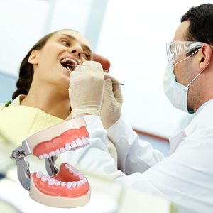 Modèle de dents Typodont multifonctionnel avec 32 dents détachables réutilisables pour les étudiants en hygiène dentaire, comprend un petit tournevis - Product Image 6