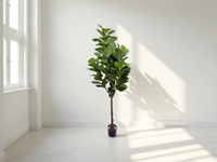 Arbre artificiel en feuilles de ficus lyrate / Faux ficus lyrate Plantes artificielles pour la décoration de la maison et du bureau