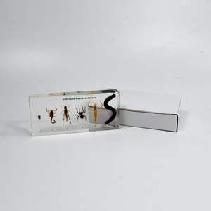 Spécimen de résine de représentants d'arthropode de taxidermie d'insecte véritable pour l'équipement d'éducation scolaire - Product Image 6