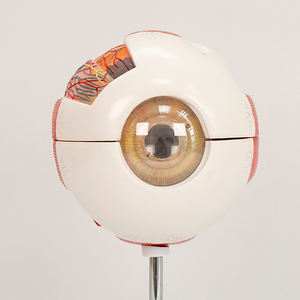 Modèle anatomique d'œil humain ADA BIX-A1061A blanc avec grossissement pour la science médicale Shanghai - Product Image 5