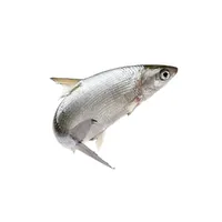 milkfish for tuna bait, milkfish for tuna bait Suppliers and Manufacturers  at