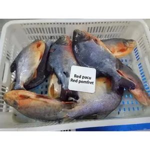 China Exporteurs Bevroren Rode Pomfret Vis 300-500G 500-800G 800G Rode Pacu Hele Ronde Pomfret Vis Bevroren