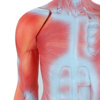 Modèle d'enseignement du corps humain complet Maihun, modèle d'anatomie musculaire pour la dissection, 85 cm, en PVC