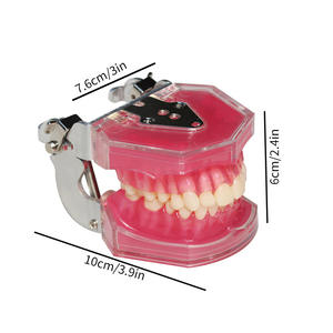 Modelo de Extracción de 28 Dientes para Terapia Oral, Modelo de Dientes de Resina Desmontable de Boca Completa para Práctica y Enseñanza - Product Image 1