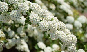 Meadowsweetエキスフラボノイドサリチル酸,B.C.I,工場供給10:1 Meadowsweetハーブパウダー - Product Image 3