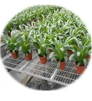 Agriculture High Tunnel Fiberglass Agriculture Seedling Greenhouse Chinese Manufactory