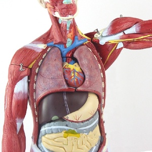 Modèle de mannequin anatomique masculin avec muscles humains, taille réelle 170 cm, PVC avancé, toucher réaliste - Product Image 3