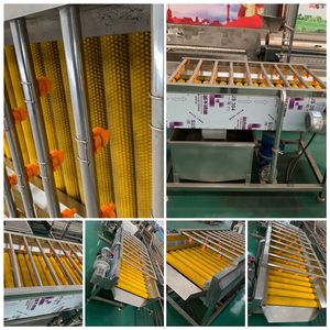 Máquina automática de lavado de frutas y verduras con rodillo de cepillos, de fácil operación y duradera, en venta. - Product Image 5