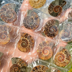 Tranche d'Ammonite Arc-en-ciel Esthétique, Pierre de Cristal Irisée pour Guérison Métaphysique, Méditation, Décoration, Cadeau Scientifique Unique - Product Image 1