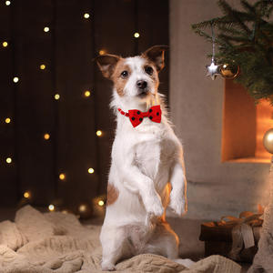 <span class=keywords><strong>Collar</strong></span> de gato de lunares Múltiples colores <span class=keywords><strong>Collar</strong></span> de perro Nudo de lazo Collares de perro baratos - Product Image 4