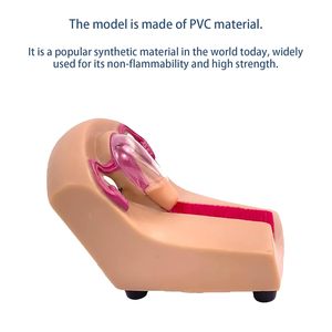 Dispositivo Intrauterino <span class=keywords><strong>Anticonceptivo</strong></span> Femenino y Herramienta de Entrenamiento con Órganos Removibles para Prácticas de Aprendizaje, con Certificación CE/ISO - Product Image 5