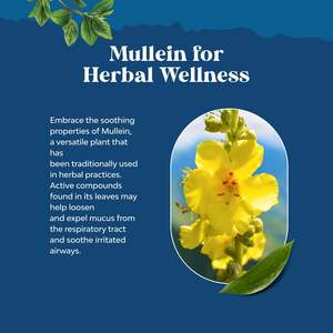 Disintossicazione e pulizia polmonare a base di erbe con estratto di radice di Marshmallow e foglia di piantaggine per la salute dei polmoni respiratori, gocce per la pulizia dei polmoni - Product Image 3