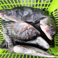 Tilapia entière surgelée de Chine, IQF, en vrac, 10 kg par carton, avec approvisionnement stable
