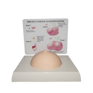 Modelo Anatômico para Autoexame de Mama Humana, Modelo Didático para Exame Mamário - Product Image 1