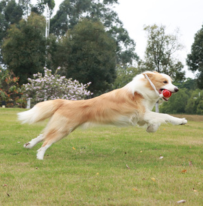 Yeni varış temiz diş interaktif Pet tenis topu çiğnemek oyuncak köpek römorkör oyuncak halat köpek oyuncak - Product Image 3