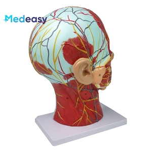 Modelo <span class=keywords><strong>de</strong></span> Anatomía <span class=keywords><strong>de</strong></span> <span class=keywords><strong>cabeza</strong></span> humana <span class=keywords><strong>de</strong></span> entrenamiento médico, modelo neurovascular <span class=keywords><strong>de</strong></span> <span class=keywords><strong>cabeza</strong></span> <span class=keywords><strong>y</strong></span> <span class=keywords><strong>cuello</strong></span> - Product Image 3