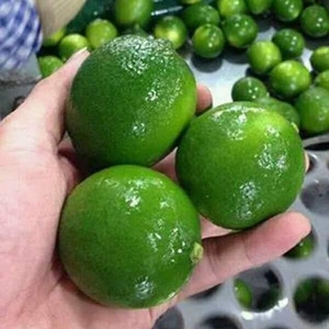 VERT LIME SANS GRAINES/LIMAU HIJAU/VERT CITRON PRIX BON PRIX - Product Image 4