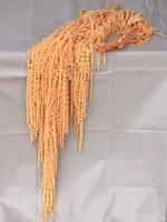 Natürlich Konservierte Amaranth-Hängeblumenstiele Getrocknete Botanische Sprühe für Hochzeits- und Eventdekoration