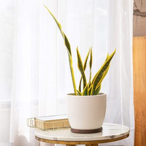 Support en <span class=keywords><strong>bois</strong></span> durable et plateau de soucoupe en bambou pour pot de <span class=keywords><strong>fleur</strong></span> petit support de jardinière de valeur ronde pour le jardin ou la maison - Product Image 4