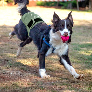 HIPHOPPET Pañales para perros reutilizables lavables para cachorros masculinos y femeninos Almohadillas de entrenamiento con broches ajustables Protección para la incontinencia - Product Image 2