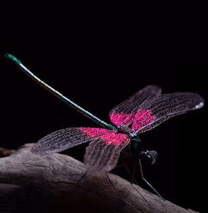 Belle décoration de libellule en métal bon cadeau pour mère et amis - Product Image 3