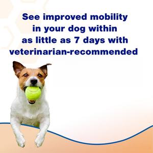 Suplemento de Salud para Perros de Marca Privada OEM/ODM - Suplementos y Vitaminas para las Articulaciones de Perros - Cuidado Articular Extendido - Product Image 2