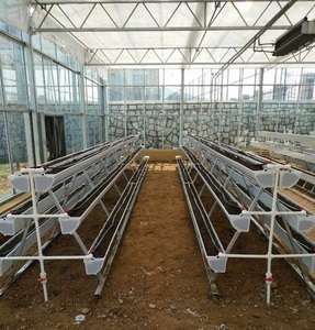 Grand système de culture hydroponique de fraises fourragères - Product Image 3