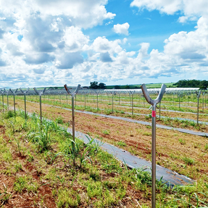 Grande Tunnel per la Protezione delle Colture di Mirtilli, Pesche, Pere e Frutteti in Australia - Product Image 1