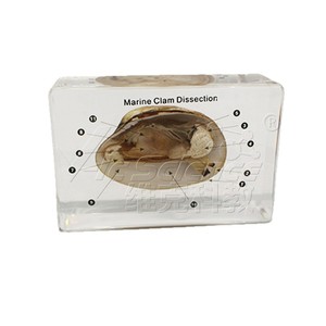 Spécimen anatomique transparent recouvert de résine d'un moule marin, avec des structures internes viscérales clairement définies ; laboratoire - Product Image 5